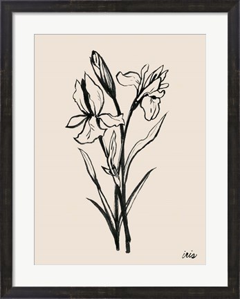 Framed Iris Sketch I Print