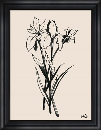 Framed Iris Sketch II Print