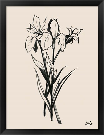 Framed Iris Sketch II Print