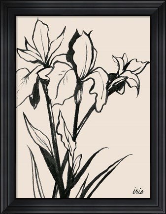 Framed Iris Sketch III Print