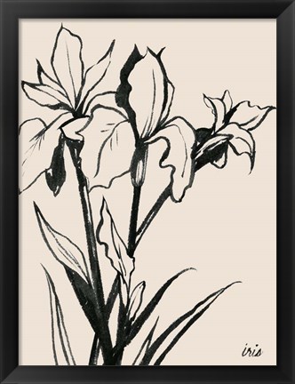 Framed Iris Sketch III Print