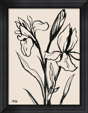 Framed Iris Sketch IV Print