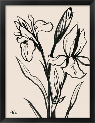 Framed Iris Sketch IV Print