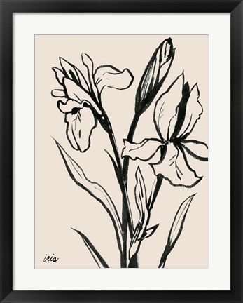 Framed Iris Sketch IV Print