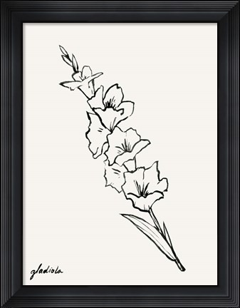 Framed Gladiola Sketch I Print
