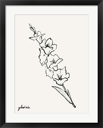Framed Gladiola Sketch I Print