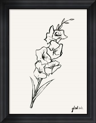 Framed Gladiola Sketch II Print