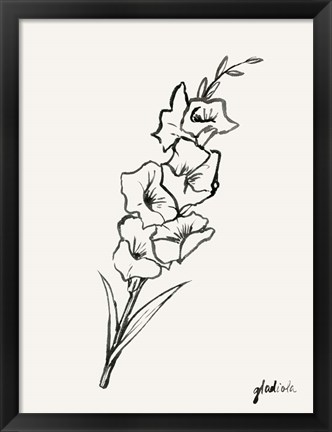 Framed Gladiola Sketch II Print