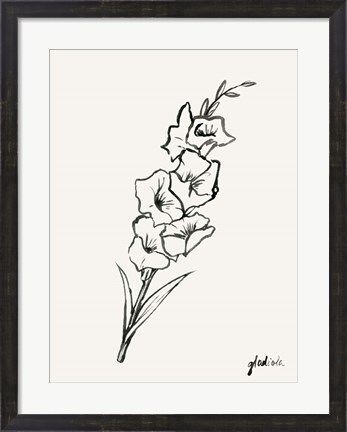 Framed Gladiola Sketch II Print