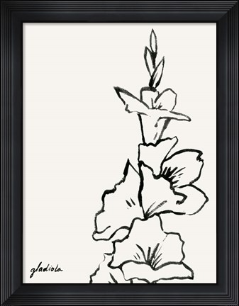 Framed Gladiola Sketch IV Print