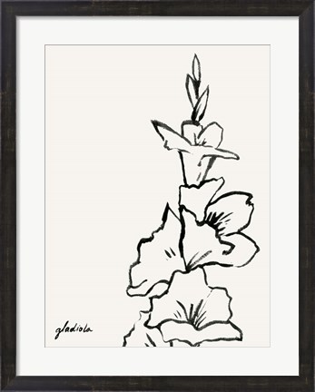 Framed Gladiola Sketch IV Print