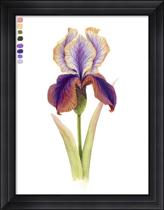 Framed Rainbow Iris I Print