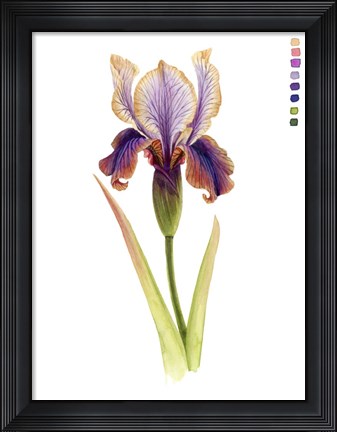 Framed Rainbow Iris II Print
