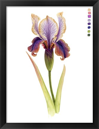 Framed Rainbow Iris II Print