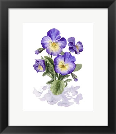 Framed Viola Pansies I Print