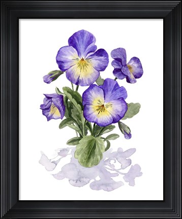Framed Viola Pansies I Print