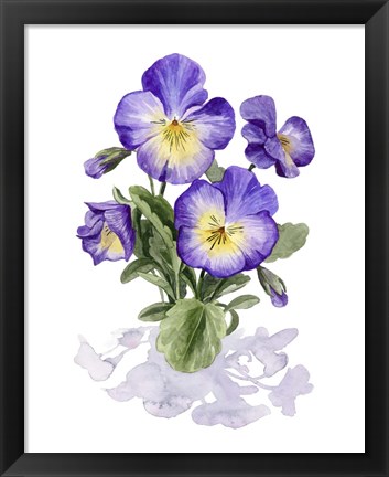 Framed Viola Pansies I Print