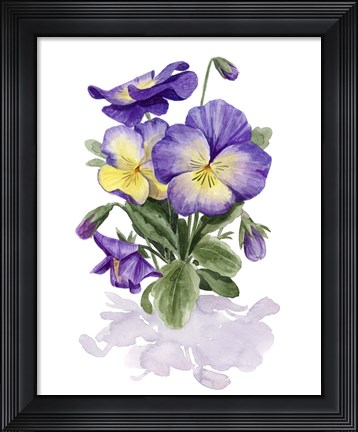 Framed Viola Pansies II Print