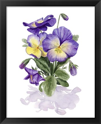 Framed Viola Pansies II Print