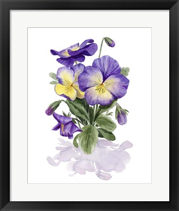 Framed Viola Pansies II Print