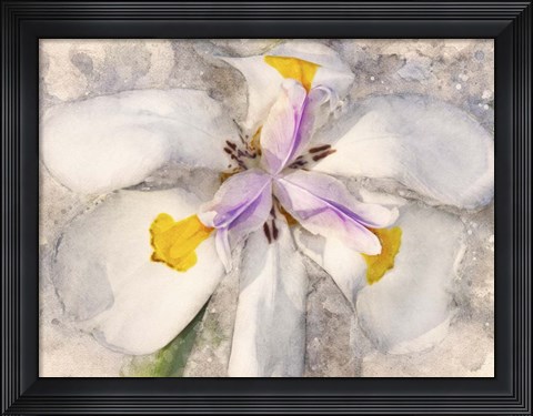 Framed Playful Petals II Print