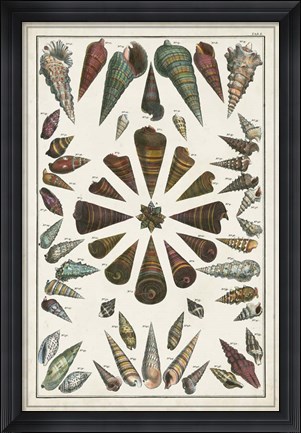 Framed Grand Seba Shells II Print