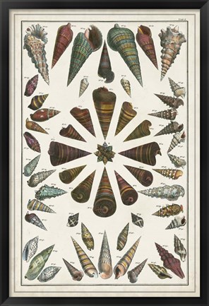 Framed Grand Seba Shells II Print