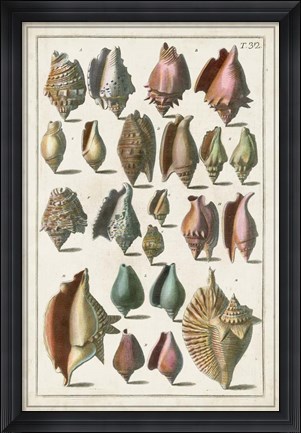 Framed Grand Seba Shells III Print