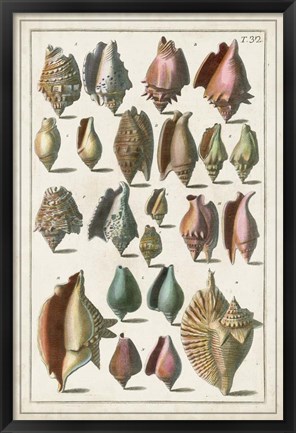 Framed Grand Seba Shells III Print