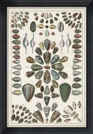 Framed Grand Seba Shells IV Print