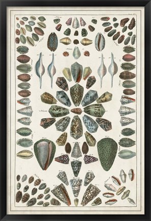 Framed Grand Seba Shells IV Print