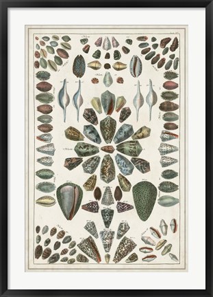 Framed Grand Seba Shells IV Print