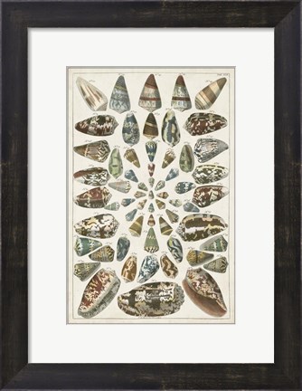 Framed Grand Seba Shells V Print