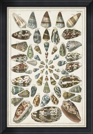 Framed Grand Seba Shells V Print