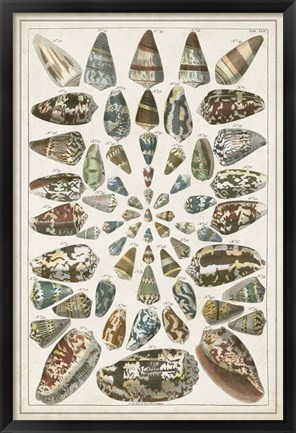 Framed Grand Seba Shells V Print