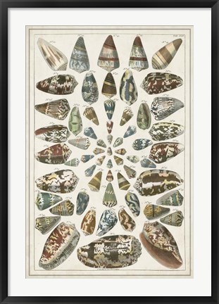 Framed Grand Seba Shells V Print