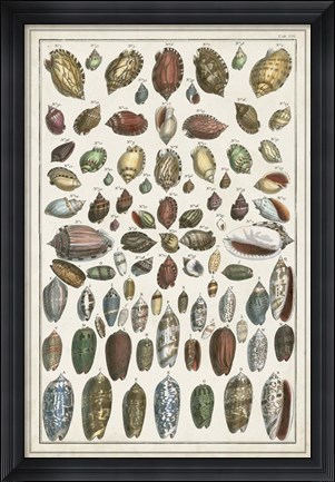 Framed Grand Seba Shells VI Print