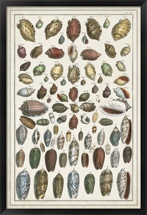 Framed Grand Seba Shells VI Print