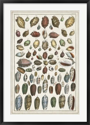 Framed Grand Seba Shells VI Print