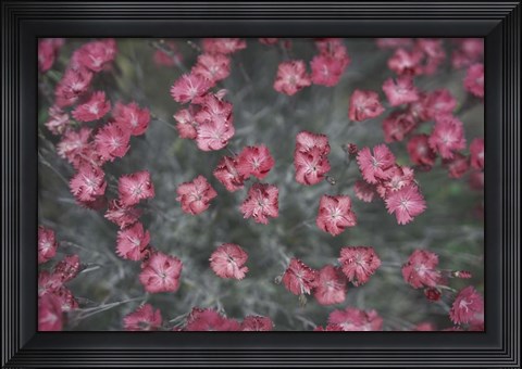 Framed Nature&#39;s Textures I Print