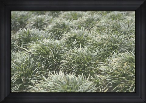 Framed Nature&#39;s Textures III Print
