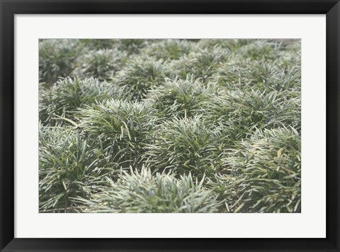 Framed Nature&#39;s Textures III Print