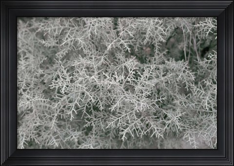 Framed Nature&#39;s Textures VI Print