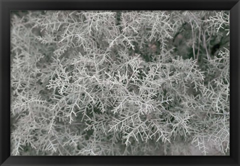 Framed Nature&#39;s Textures VI Print