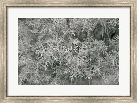 Framed Nature&#39;s Textures VI Print