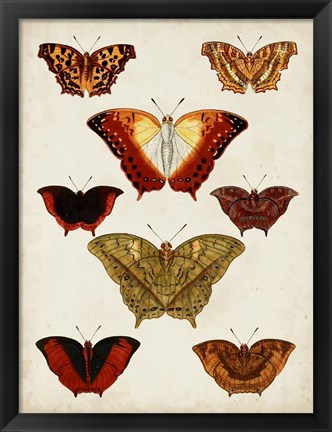 Framed Butterflies Displayed I Print