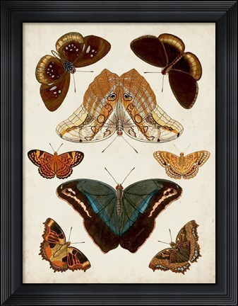 Framed Butterflies Displayed II Print