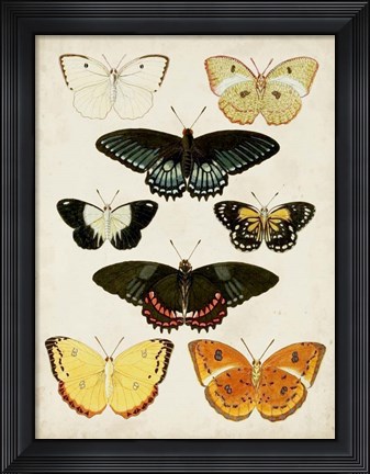 Framed Butterflies Displayed III Print