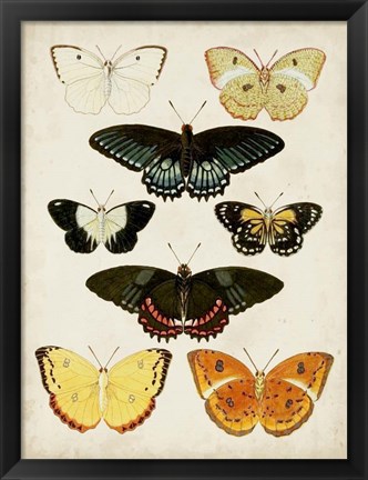 Framed Butterflies Displayed III Print