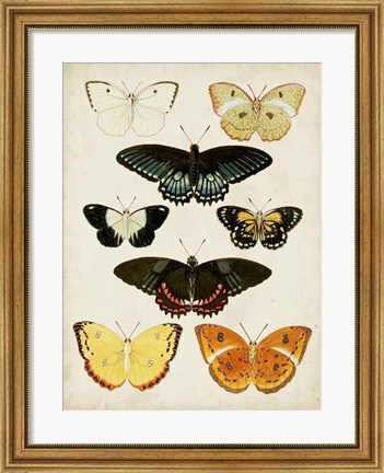 Framed Butterflies Displayed III Print